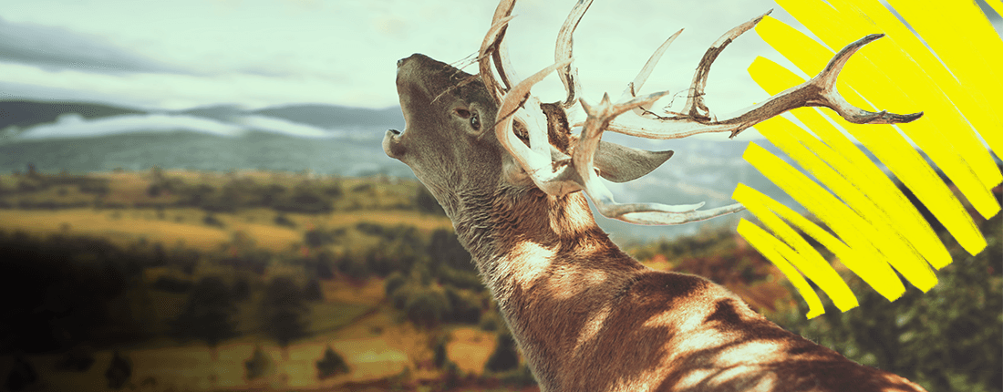 Platzhirsch_Header_DE