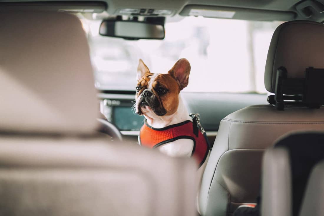  Even if there are no special regulations for transporting dogs in the car, the four-legged friend should be properly secured.