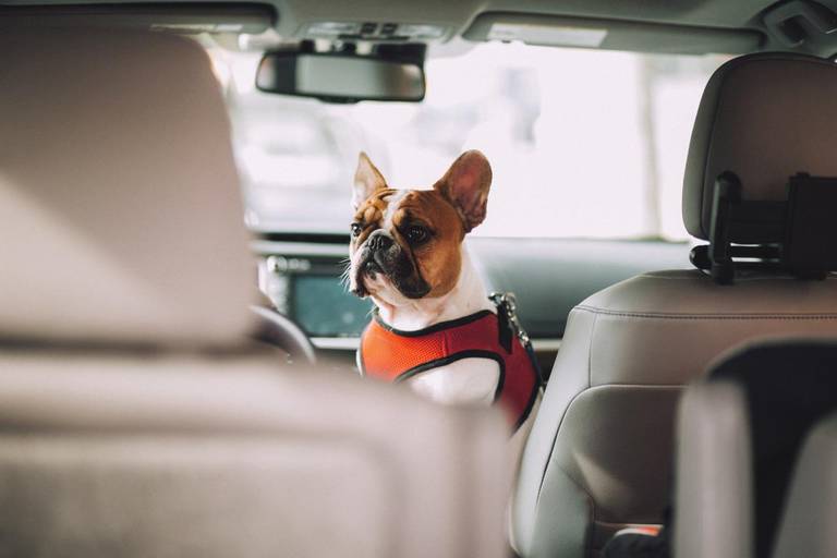  Auch, wenn es keine gesonderten Vorschriften für den Transport von Hunden im Auto gibt, sollte der Vierbeiner ordentlich gesichert werden.