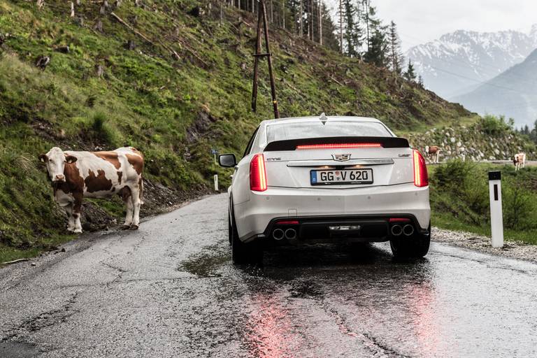 Cadillac-CTS-V-Cow